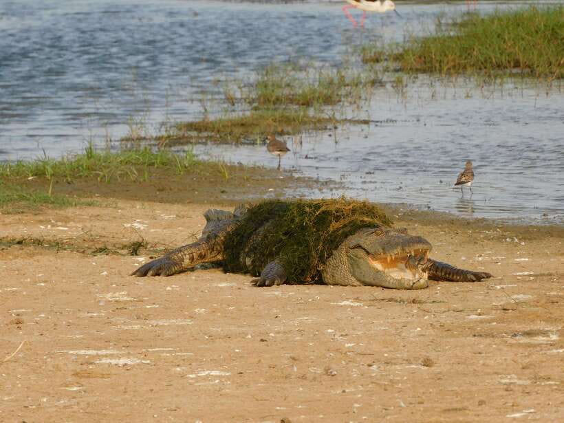 Yala National Park Safari Tours: Morning/Evening/Full Day - Evening safari: five hours at a shorter pace