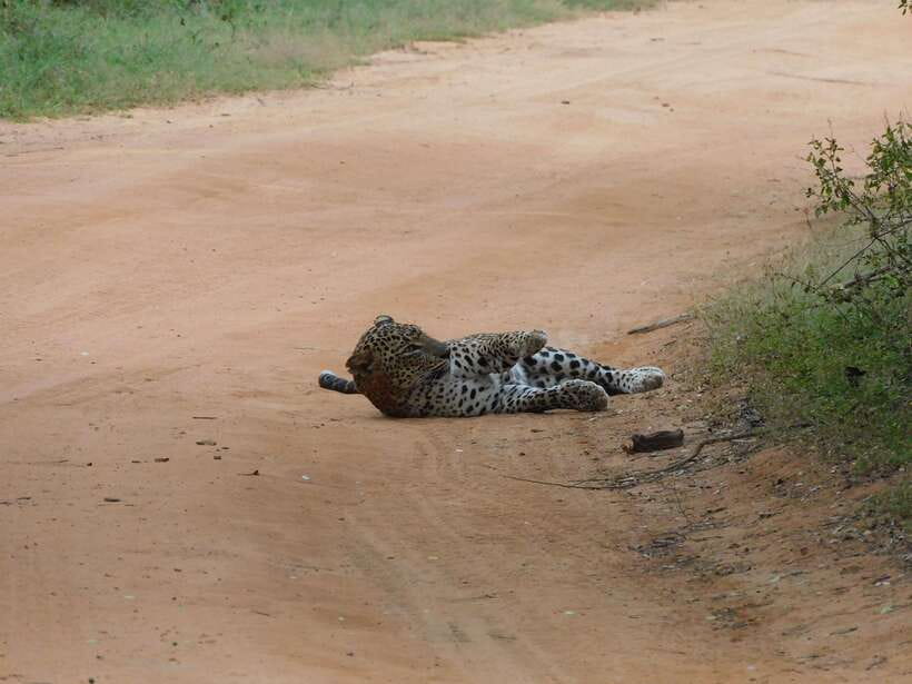 Yala National Park Safari Tours: Morning/Evening/Full Day - Full-day safari: breakfast, beach lunch, and a second search