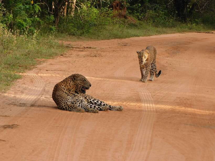Yala National Park Safari Tours: Morning/Evening/Full Day - How the guides search for leopards
