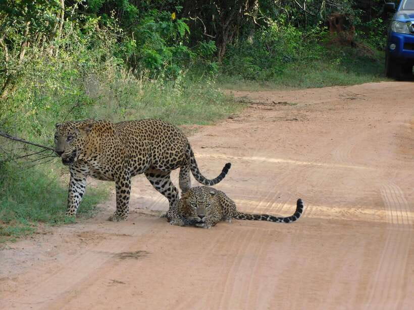 Yala National Park Safari Tours: Morning/Evening/Full Day - What the food and comfort add to the price