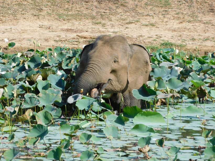 Yala National Park Safari Tours: Morning/Evening/Full Day - Who should choose which option