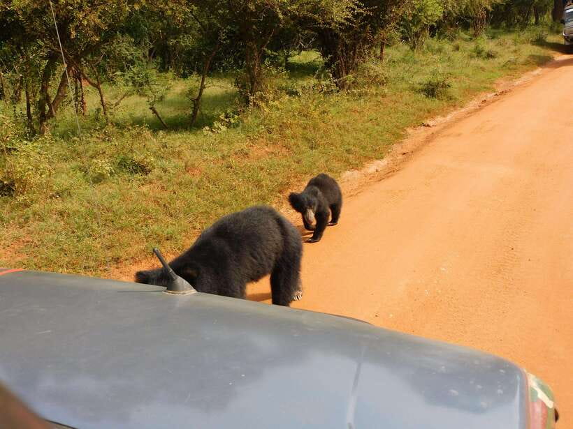 Yala National Park Safari Tours: Morning/Evening/Full Day - Early pickup and the run to the park gate