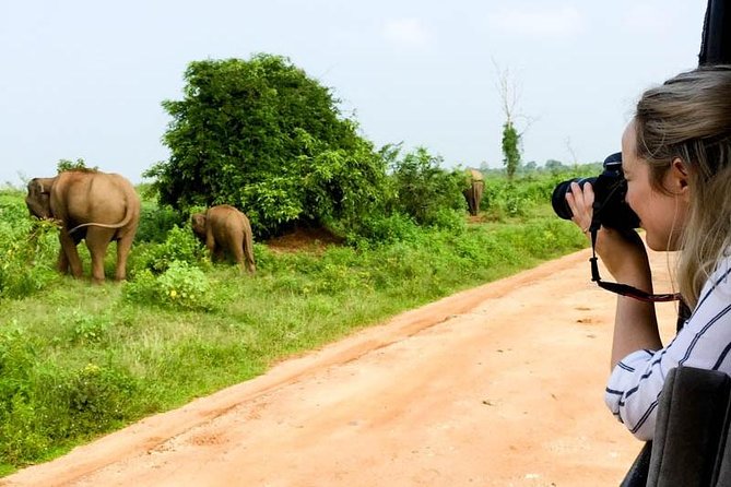 Yala Safari Day Trip from Bentota/ Kalutara/ Ahungalla/ Hikkaduwa - Leopards, elephants, and the luck factor