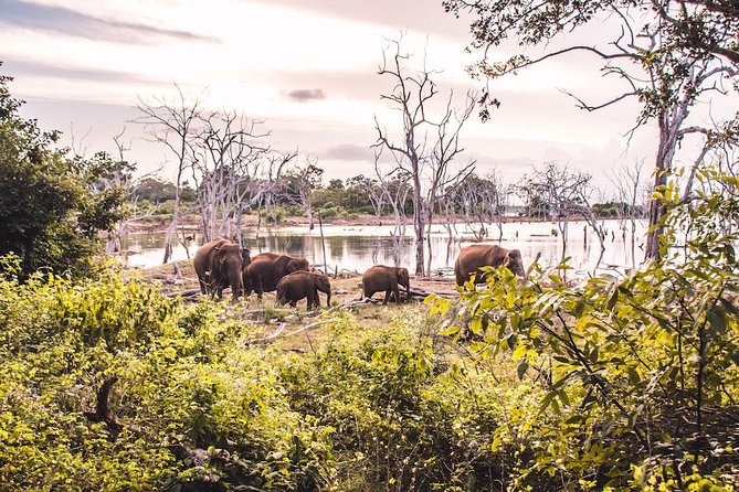 Yala Safari Day Trip from Bentota/ Kalutara/ Ahungalla/ Hikkaduwa - Lunch, water, and what the package covers