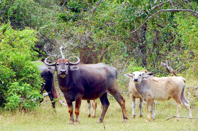 Yala Safari Day Trip from Bentota/ Kalutara/ Ahungalla/ Hikkaduwa - How long the day really feels