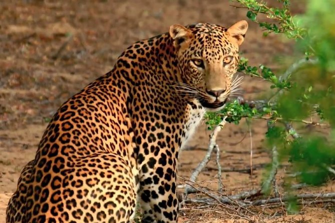 Yala Safari Day Trip from Bentota/ Kalutara/ Ahungalla/ Hikkaduwa - Who should book this Yala safari