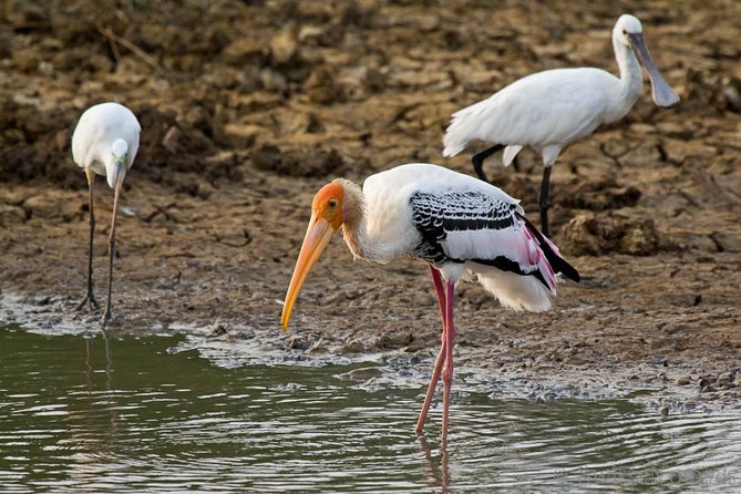 Yala Safari Day Trip from Bentota/ Kalutara/ Ahungalla/ Hikkaduwa - Booking details and cancellation terms