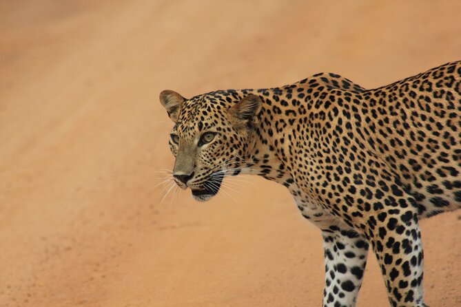 Yala Safari Tour from Hambantota Port by Ajith Safaris - Why Yala works well on a Hambantota port day