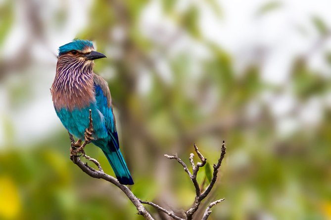 Yala Safari Tour from Hambantota Port by Ajith Safaris - Entering Yala National Park
