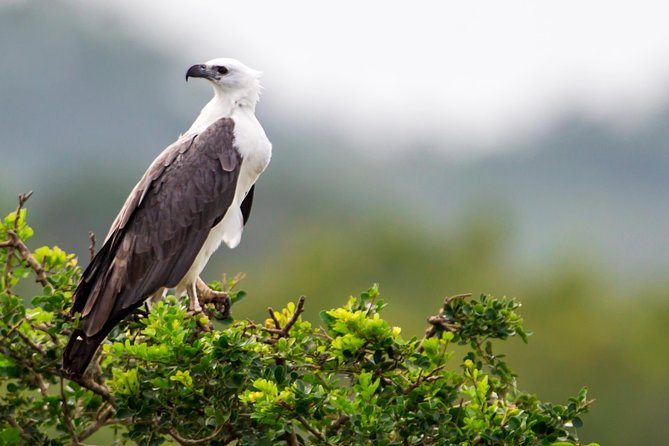Yala Safari Tour from Hambantota Port by Ajith Safaris - Comfort, timing, and the port-day risks