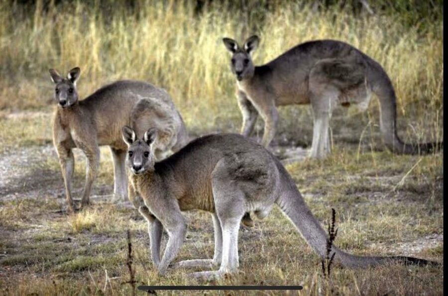 Yarra Valley Foodies Tour with Chandon and Kangaroo Safari! - What $123 buys you