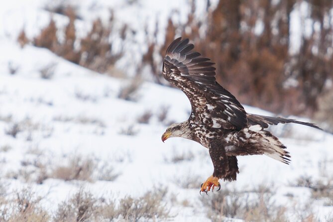 Yellowstone Snowshoe Safari from Bozeman - Private Tour - Why the private format matters