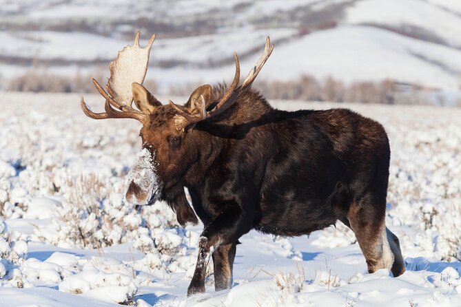 Yellowstone Snowshoe Safari from Bozeman - Private Tour - Mammoth Hot Springs adds geology to the wildlife day