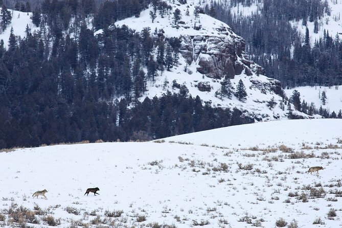 Yellowstone Snowshoe Safari from Bozeman - Private Tour - Roosevelt Arch and Yellowstone’s north entrance