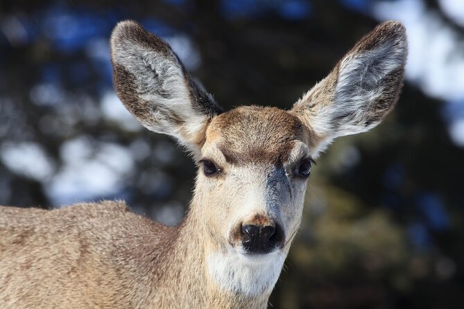 Yellowstone Snowshoe Safari from Bozeman - Private Tour - Six hours on snowshoes in Lamar Valley
