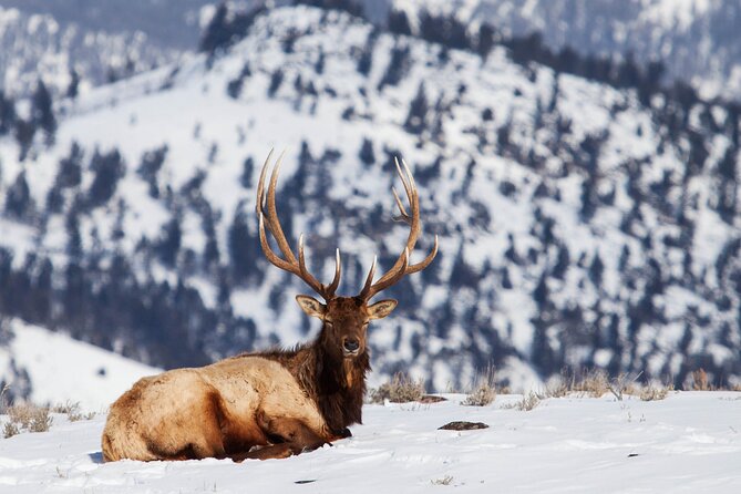 Yellowstone Snowshoe Safari from Bozeman - Private Tour - Lunch, snacks, and the small practical comforts