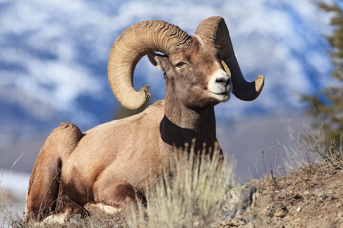 Yellowstone Wildlife Safari from Bozeman - Private Tour - A private Yellowstone day built around wildlife