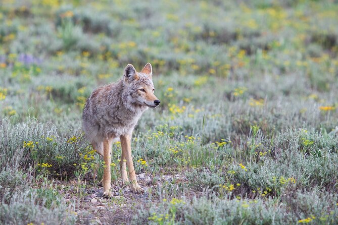 Yellowstone Wildlife Safari from Bozeman - Private Tour - Mammoth Hot Springs brings geology into the day