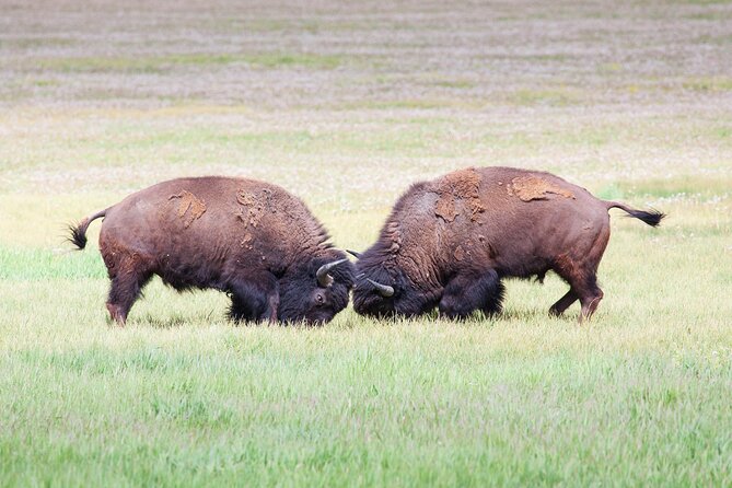 Yellowstone Wildlife Safari from Bozeman - Private Tour - Tower Fall adds a classic northern viewpoint