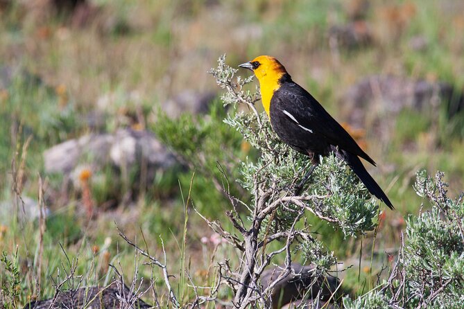 Yellowstone Wildlife Safari from Bozeman - Private Tour - Slough Creek is where patience pays off