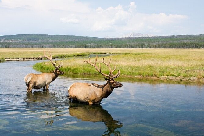 Yellowstone Wildlife Safari in Lamar Valley from Bozeman - Key points to know before booking