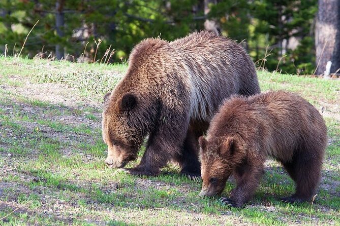 Yellowstone Wildlife Safari in Lamar Valley from Bozeman - A small group with serious viewing gear