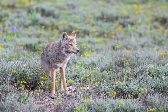 Yellowstone Wildlife Safari in Lamar Valley from Bozeman - Mammoth Hot Springs shows Yellowstone’s other side
