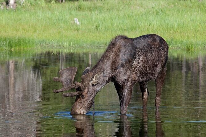 Yellowstone Wildlife Safari in Lamar Valley from Bozeman - Slough Creek is built for careful animal watching