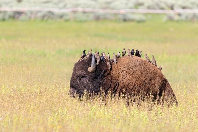 Yellowstone Wildlife Safari in Lamar Valley from Bozeman - Lamar Valley is where the day earns its keep