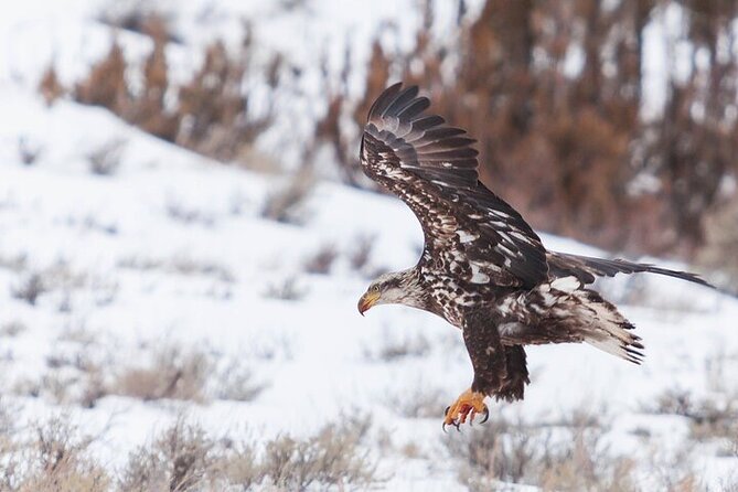 Yellowstone Winter Wildlife Safari from Bozeman - The 7 a.m. start from Bozeman
