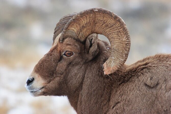 Yellowstone Winter Wildlife Safari from Bozeman - Petrified trees and the volcanic past
