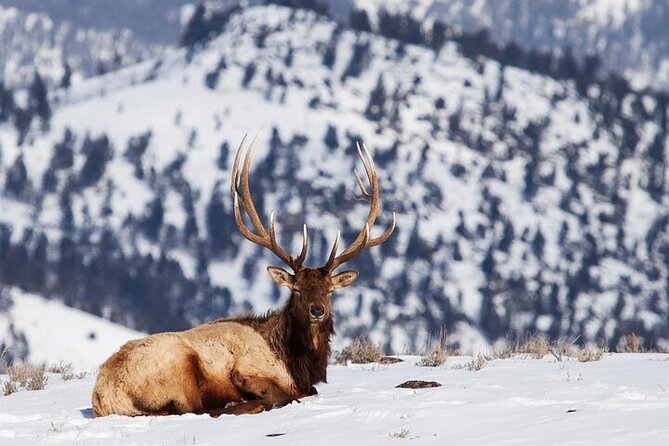 Yellowstone Winter Wildlife Safari from Bozeman - Tower Fall and the Yellowstone River