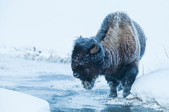 Yellowstone Winter Wildlife Safari from Bozeman - Slough Creek and the search for wildlife