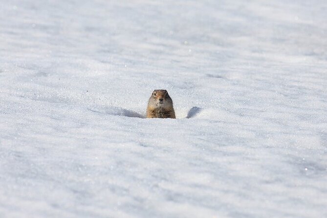 Yellowstone Winter Wildlife Safari from Bozeman - Two hours in Lamar Valley