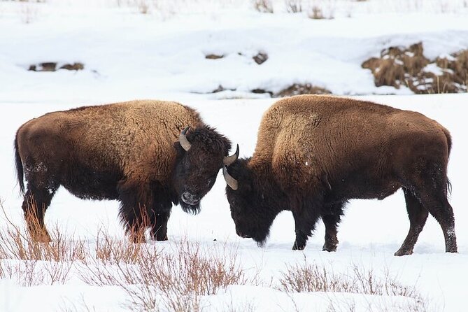 Yellowstone Winter Wildlife Safari from Bozeman - Lunch, snacks, and the practical details