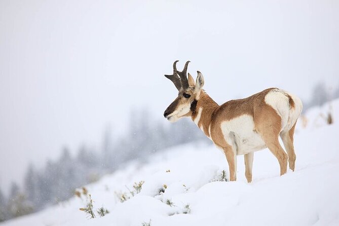 Yellowstone Winter Wildlife Safari from Bozeman - Mammoth Hot Springs and the North Entrance