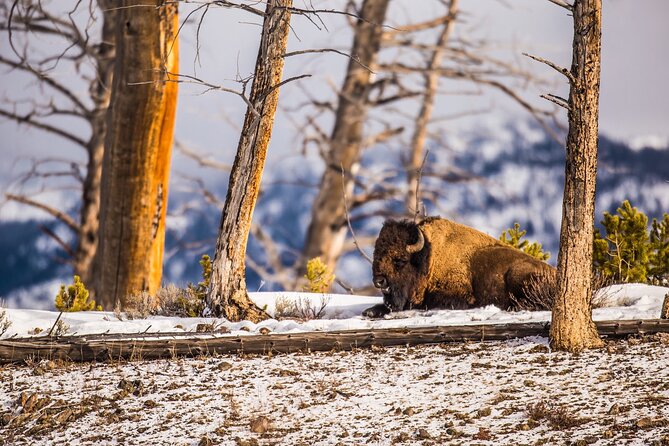 Yellowstone Winter Wildlife & Snowshoe Tour | PRIVATE - Why a private winter day in Yellowstone works well