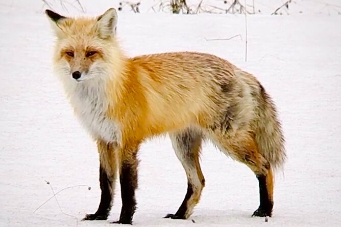 Yellowstone Winter Wildlife & Snowshoe Tour | PRIVATE - Mammoth Hot Springs in winter