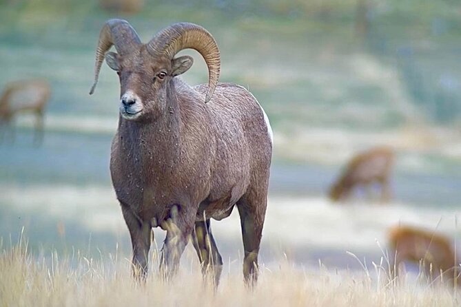 Yellowstone Winter Wildlife & Snowshoe Tour | PRIVATE - Roosevelt Arch and the northern entrance