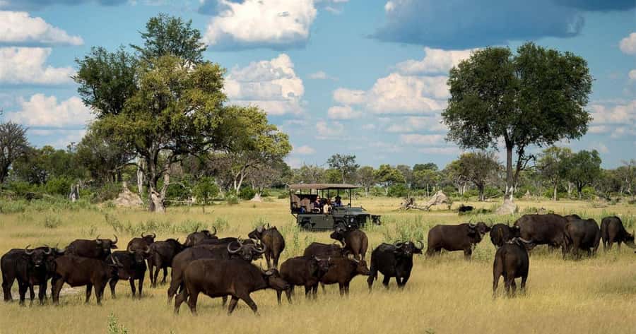 Zambezi National Park Game Drive in a Small Group - A real safari just five minutes from Victoria Falls
