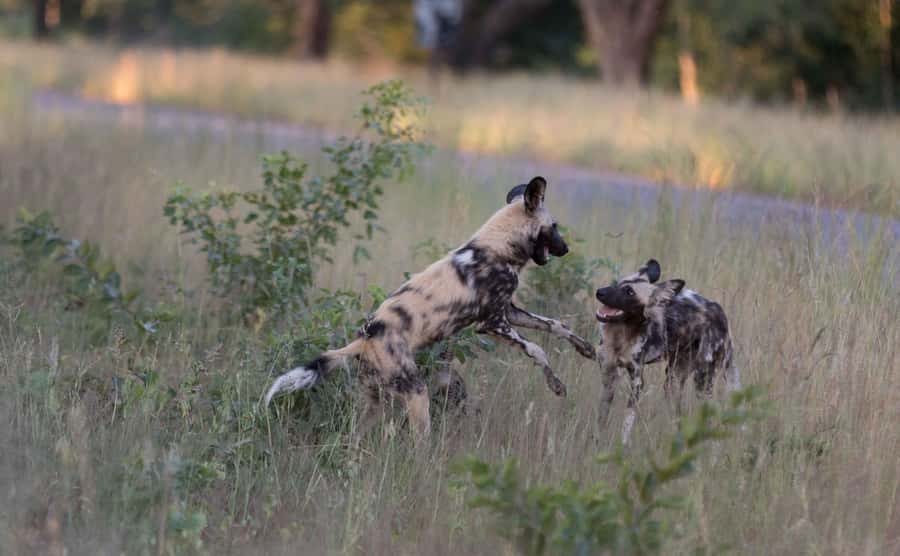 Zambezi National Park Game Drive in a Small Group - What the open 4x4 ride feels like