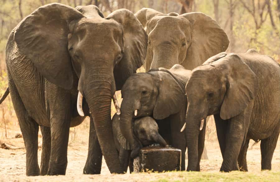 Zambezi National Park Game Drive in a Small Group - Guides who shape the experience