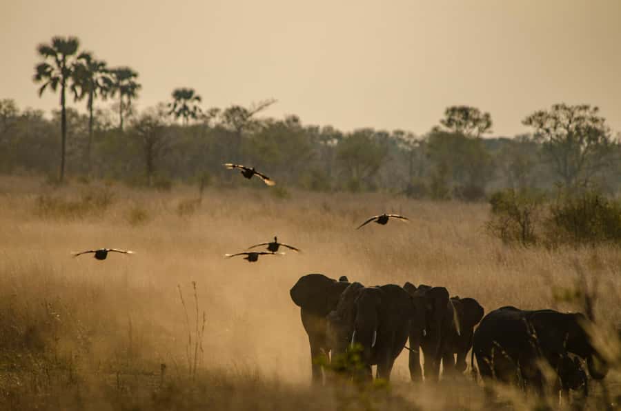 Zambezi National Park Game Drive in a Small Group - A short break with tea, snacks, and a view