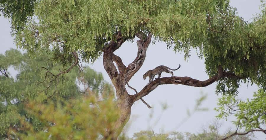 Zambezi National Park Game Drive in a Small Group - Price, park fees, and overall value