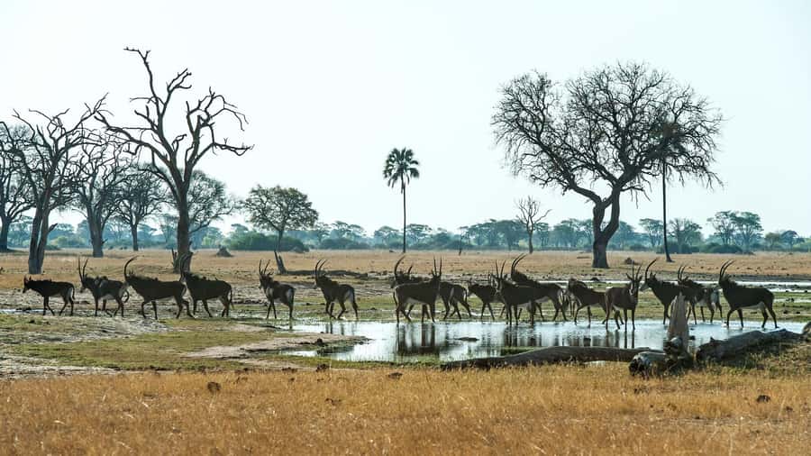 Zambezi National Park Game Drive in a Small Group - Choosing between the 6:00 morning and 15:00 afternoon drive